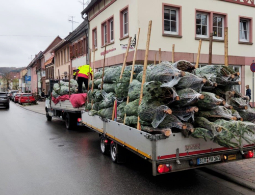 Weihnachtsbaumaktion 2022